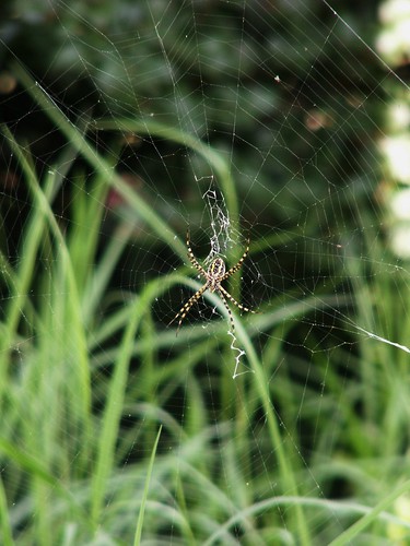 Female Banded Argiope with Web