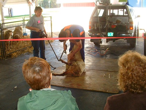 SAFF2009 shearing