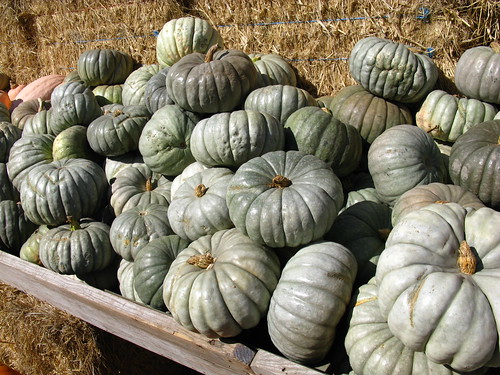 Arata Pumpkin Farm