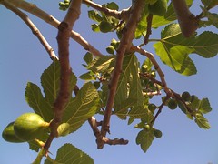 Figs in the sun 2