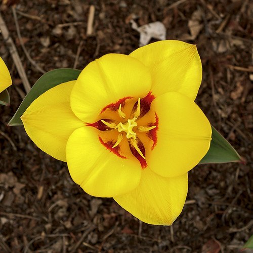 Missouri Botanical Garden (Shaw's Garden), in Saint Louis, Missouri, USA - Kaufmanniana tulip, Tulipa 'Stresa' Liliaceae