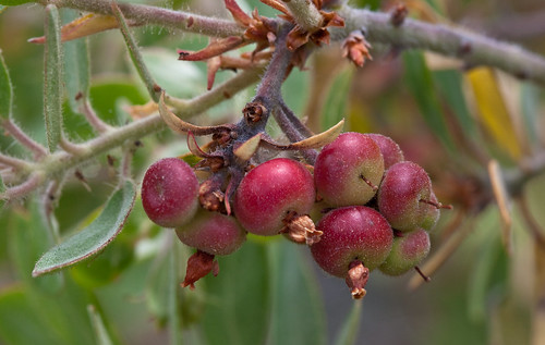 Manzanita berries