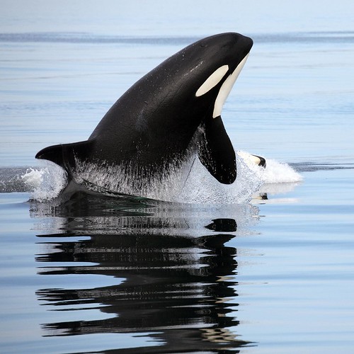 orcas & humpbacks by Christopher.Michel, on Flickr