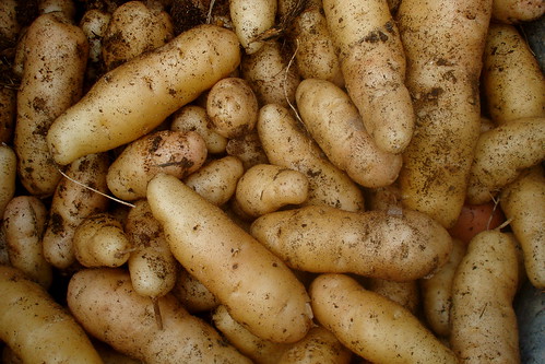 My potato harvest
