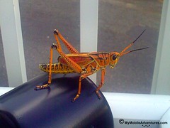 Lubber grasshopper on Sanibel Island