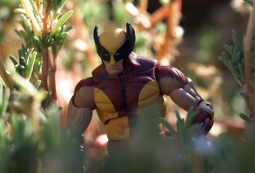 Wolverine in the jungle