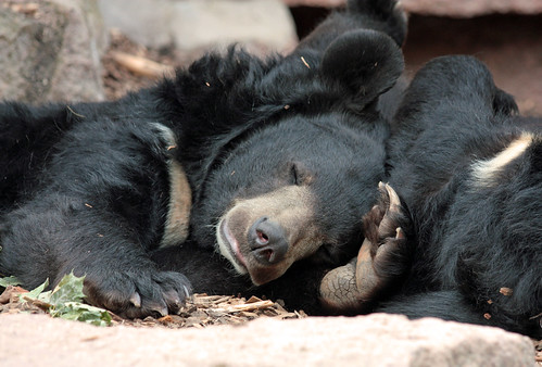 フリー画像| 動物写真| 哺乳類| 熊/クマ| 寝顔/寝相/寝姿|       フリー素材| 