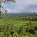 malawi fields
