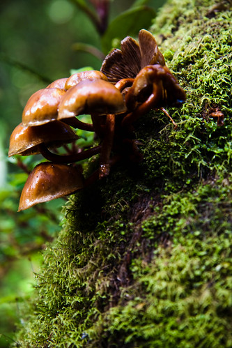 Cloud Forest Fungus