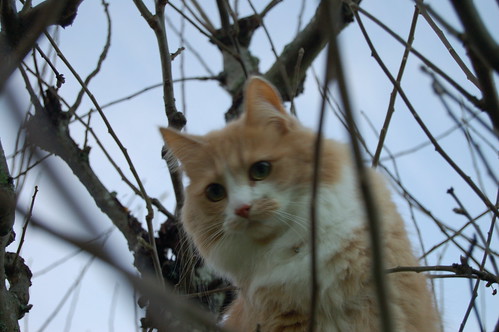 Smilla in a tree