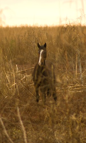 Paynes Prairie Wild Horse
