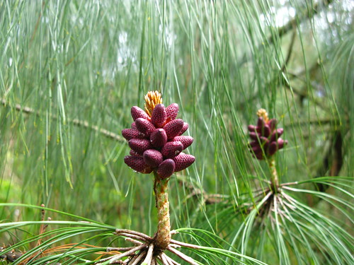 Pinus oaxana