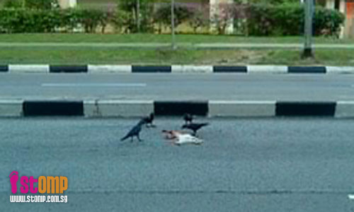 Disturbing to see crows feast on roadkill