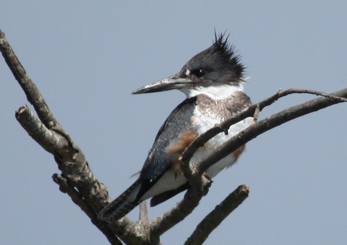 Belted Kingfisher - 3/16/2009