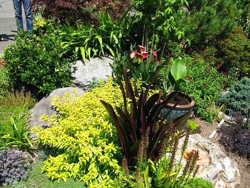 Ciscoe Morris' front yard garden