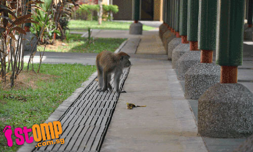 Monkey business in Toa Payoh 