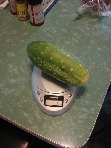 Large cucumber! 