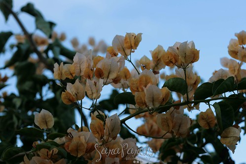 The lovely yellow Bougainvillea