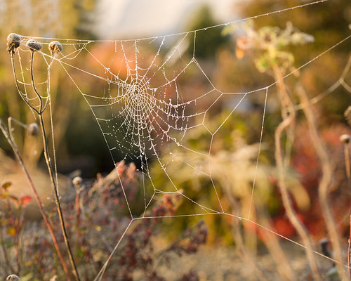 Spider web during sunrise