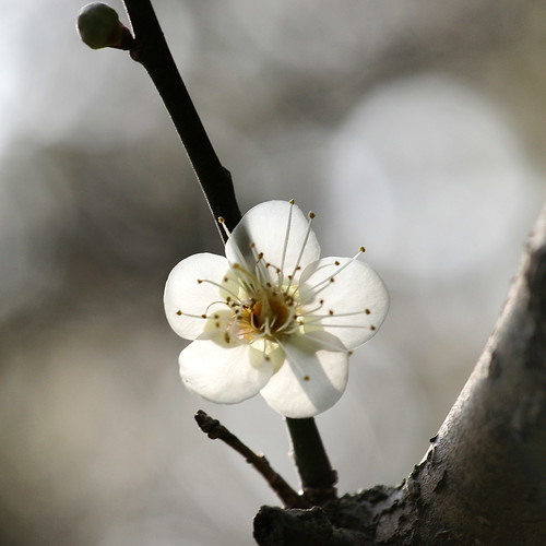 ddsnet 拍攝的 梅花 Plum。