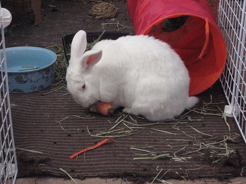 gus and carrot
