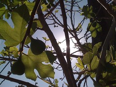 Figs in the sun