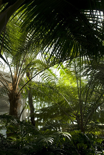 Inside the Palm Dome