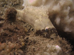 False scorpionfish