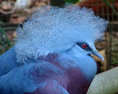 Western Crowned Pigeon {goura cristata}