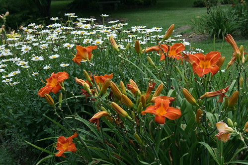daisies and daylilies