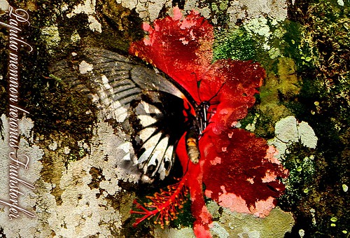 你拍攝的 長崎鳳蝶。
