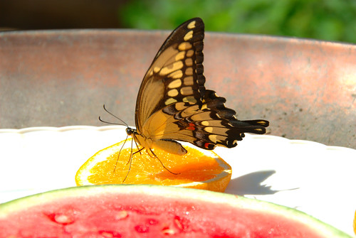 Butterfly enjoying oranges