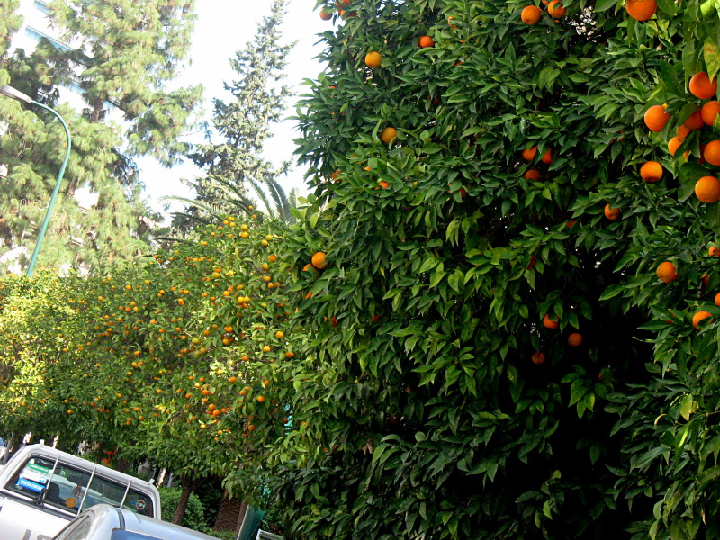 14-1-2009-orangetrees3