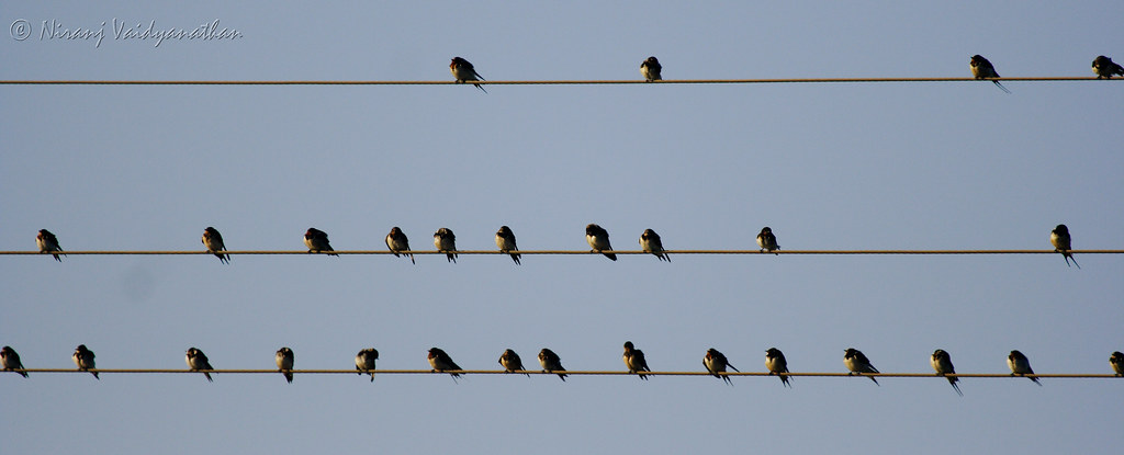 Preening Swallows | Nandi Hills