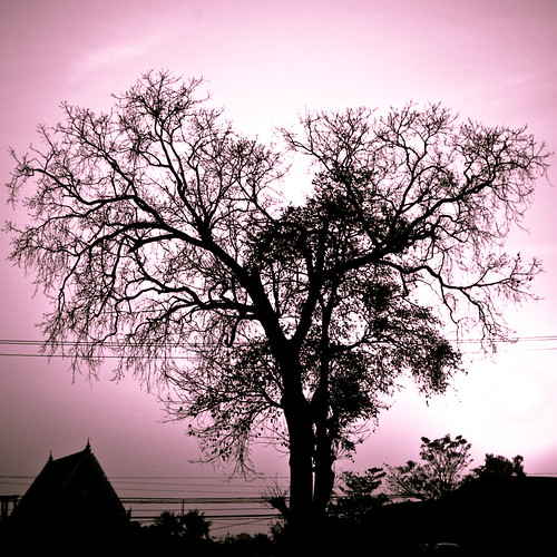 Project 365- Tree of Love (42/365)