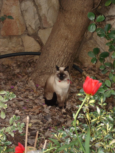 Cat, tulip, tree