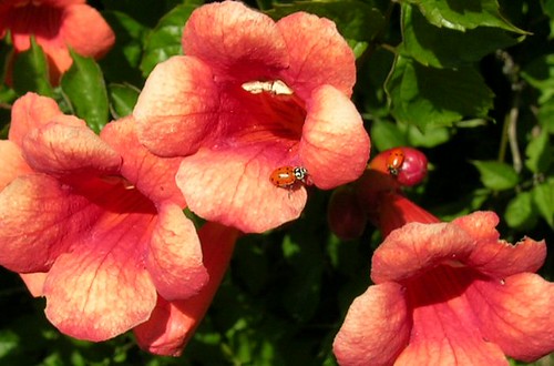 Trumpetvine with ladybug