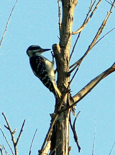 Hairy  Woodpecker 20090806