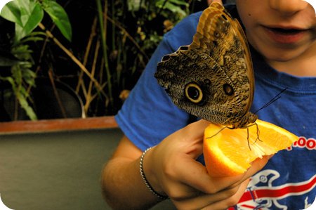 Butterfly exhibit at Carleton University