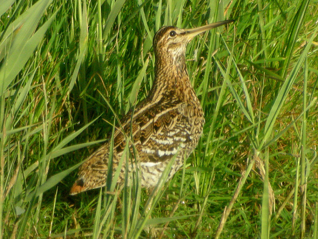 Great Snipe, Cley (Norfolk), 12-May-11