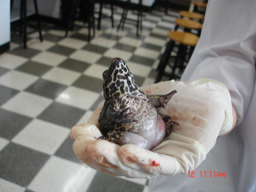 [Cow kidney dissection / rat dissection pictures :: bird ...
