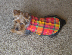 puppy coat