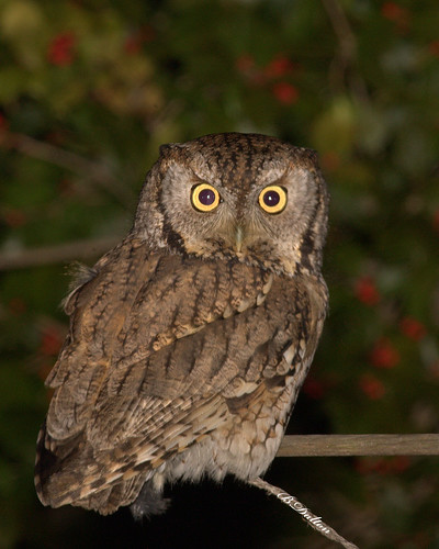 Eastern Screech Owl. Eastern Screech Owl ~ Gray