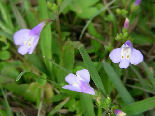 金龍湖-紫色小花