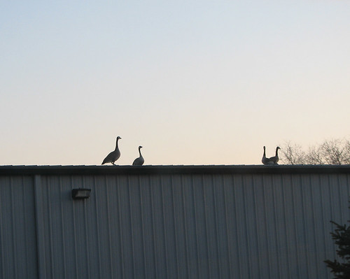 Geese (4)