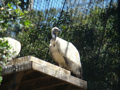 Cape Griffon Vultures at the Los Angeles Zoo