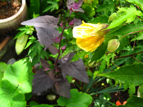 2009-08-01 garden; Atriplex hortensis, Abutilon
