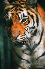 IMG_1754-Zoo_Tiger