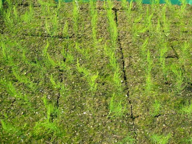 Tray of Asparagus