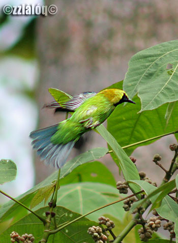 Daun Sayap Biru @ Blue-winged Leafbird 
